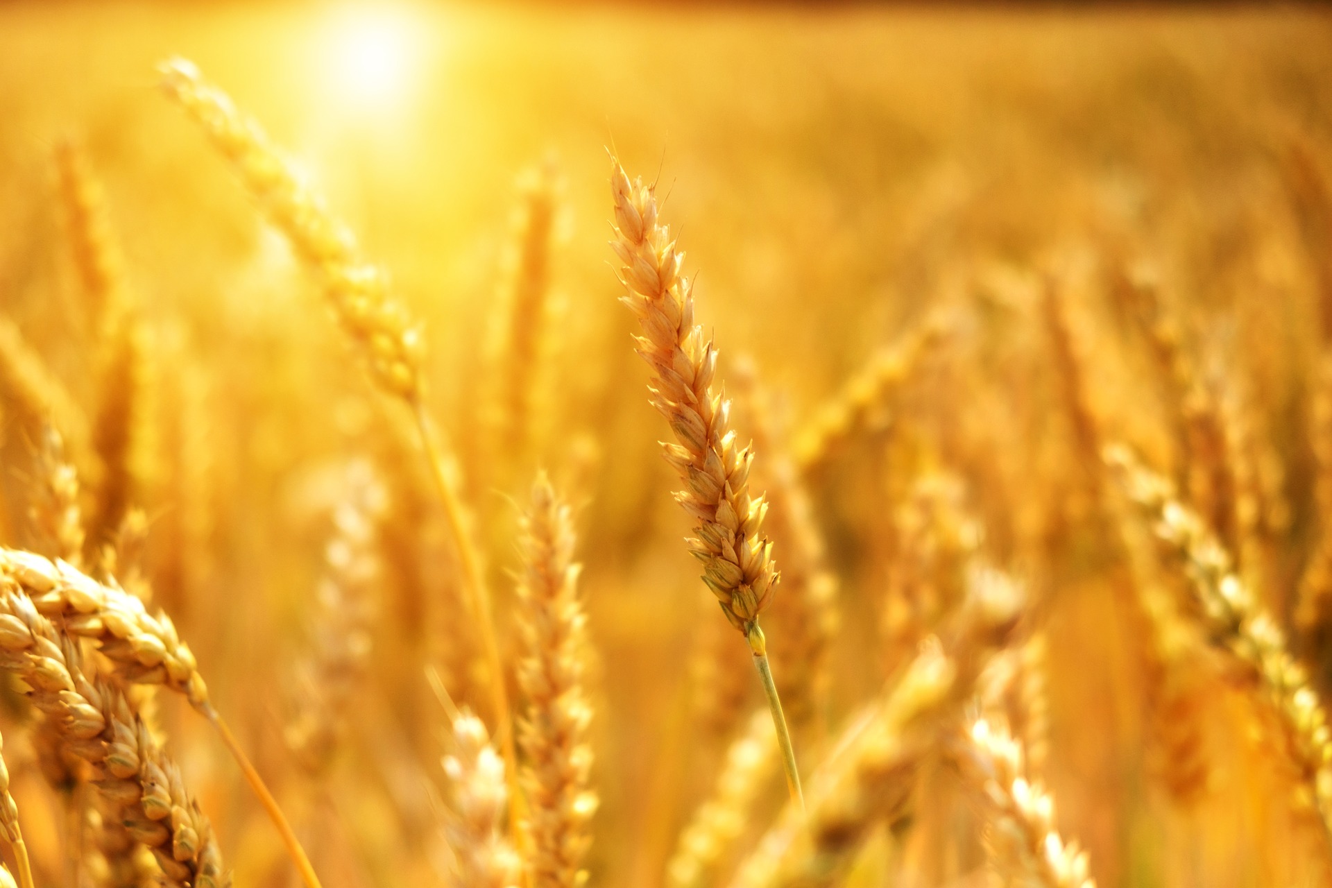 Swiss based commodity firms complete first ever Blockchain transaction of Black Sea wheat